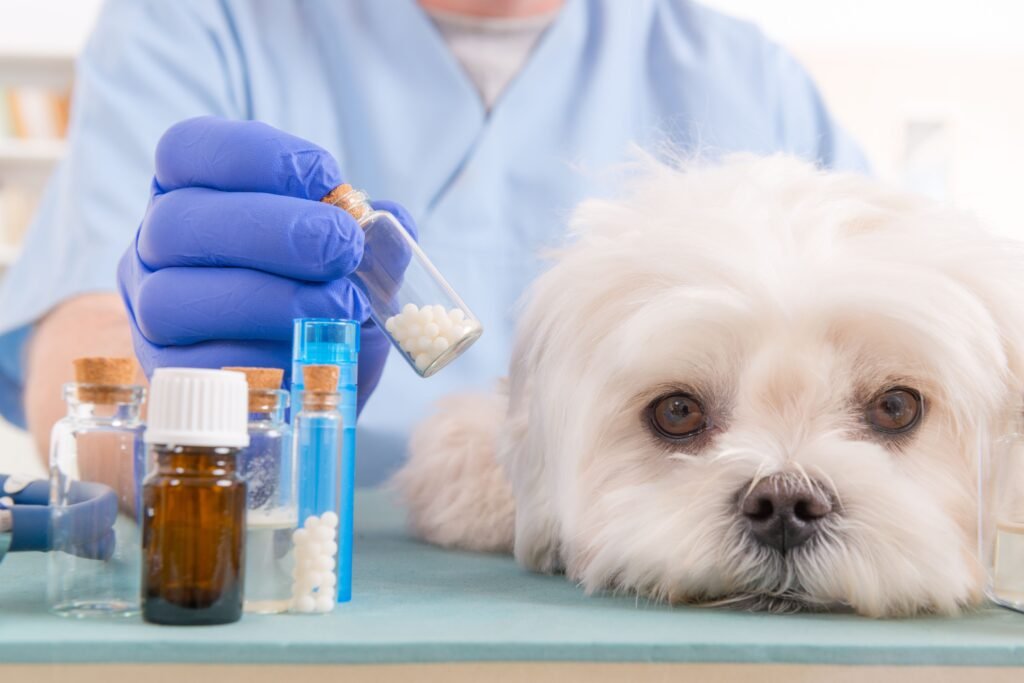 Dog Medication Guide - The Puppy Care