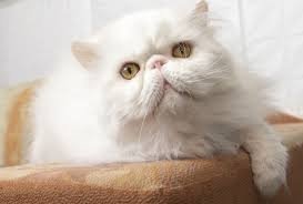 Find out about Persian cats: what their calm temperament is all about, what they require, possible health issues, and even their price.